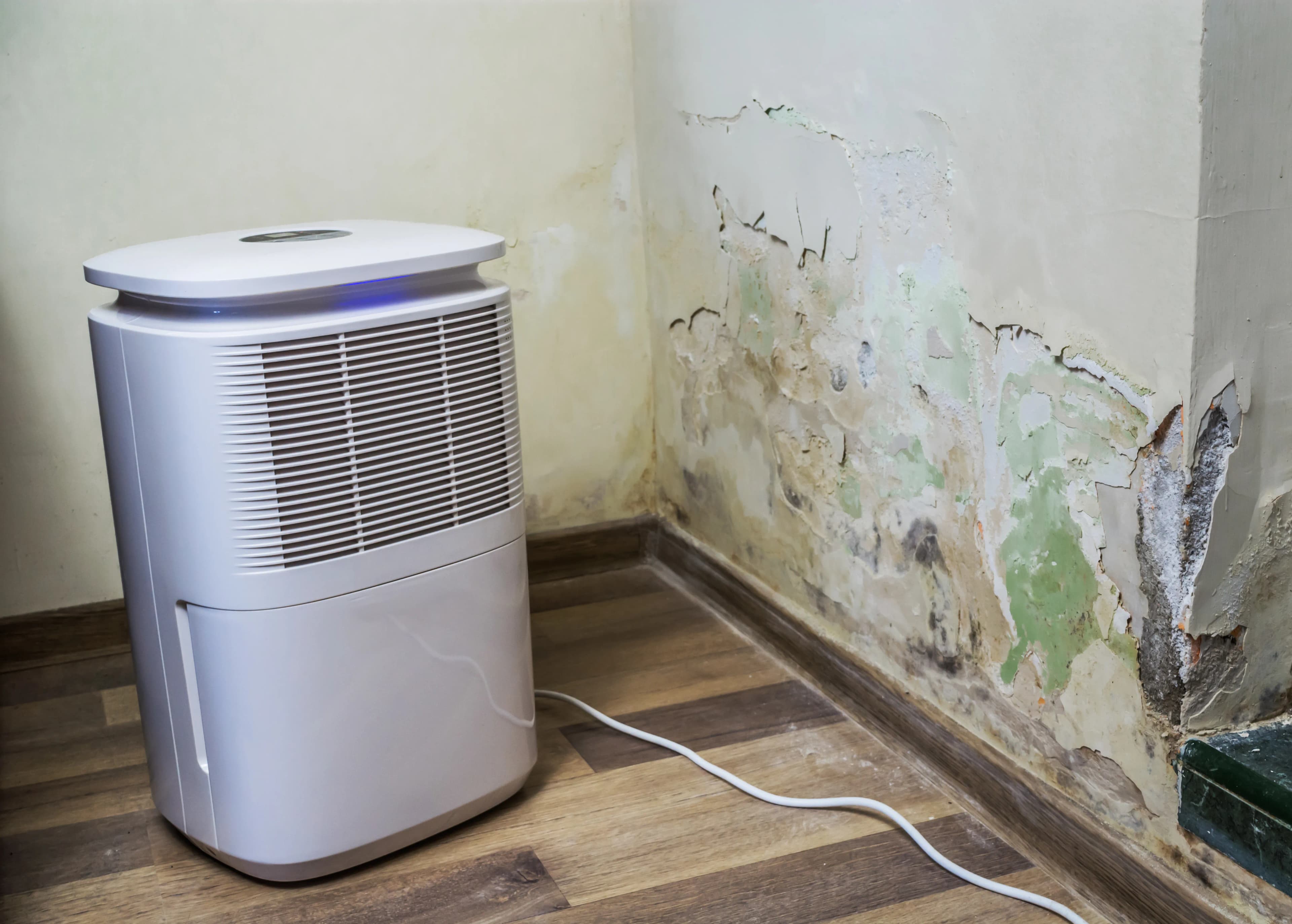 Schimmel im Altbau in Augsburg effektiv bekämpfen